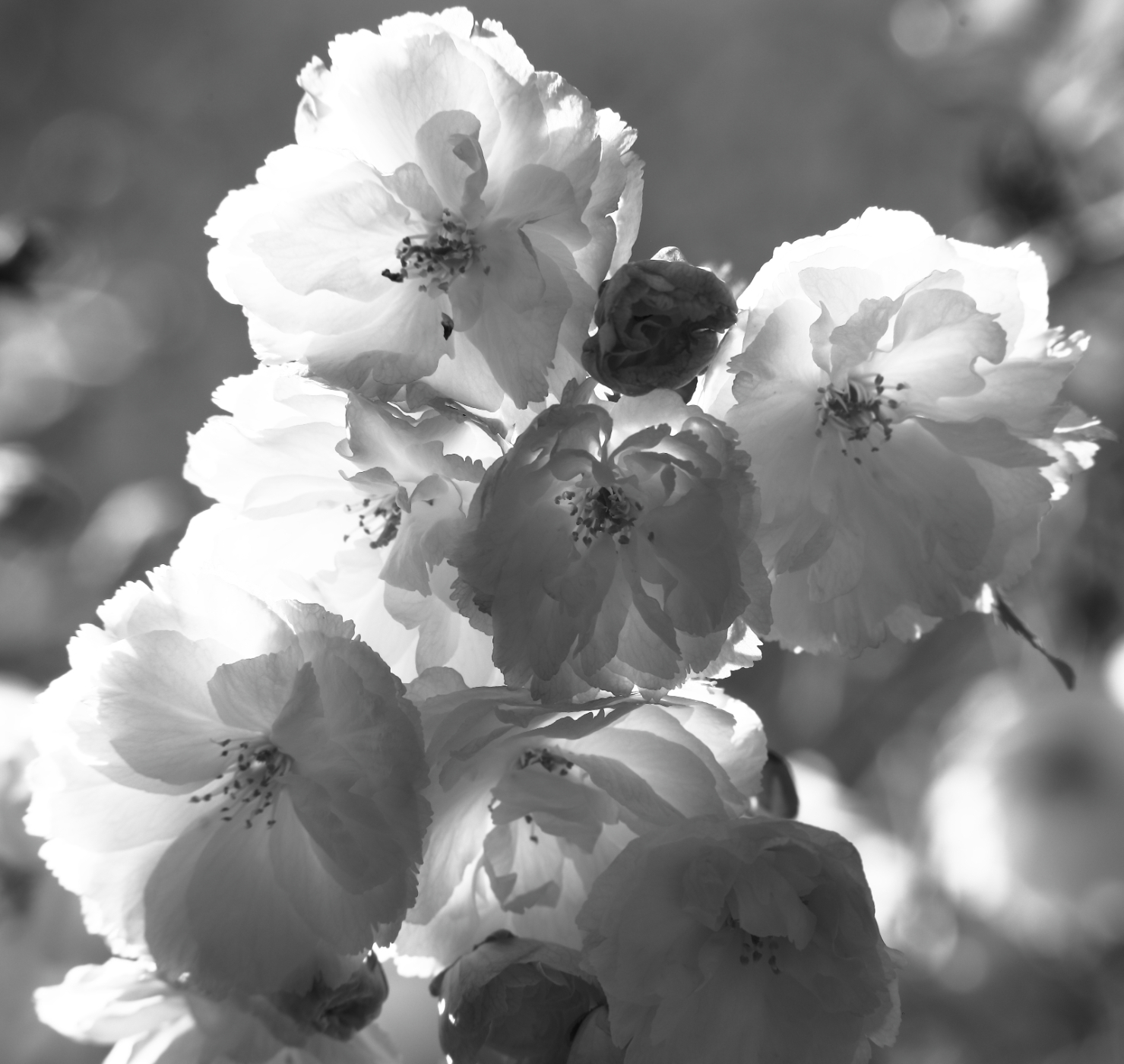 2019 04 23 HTP 90383ebw